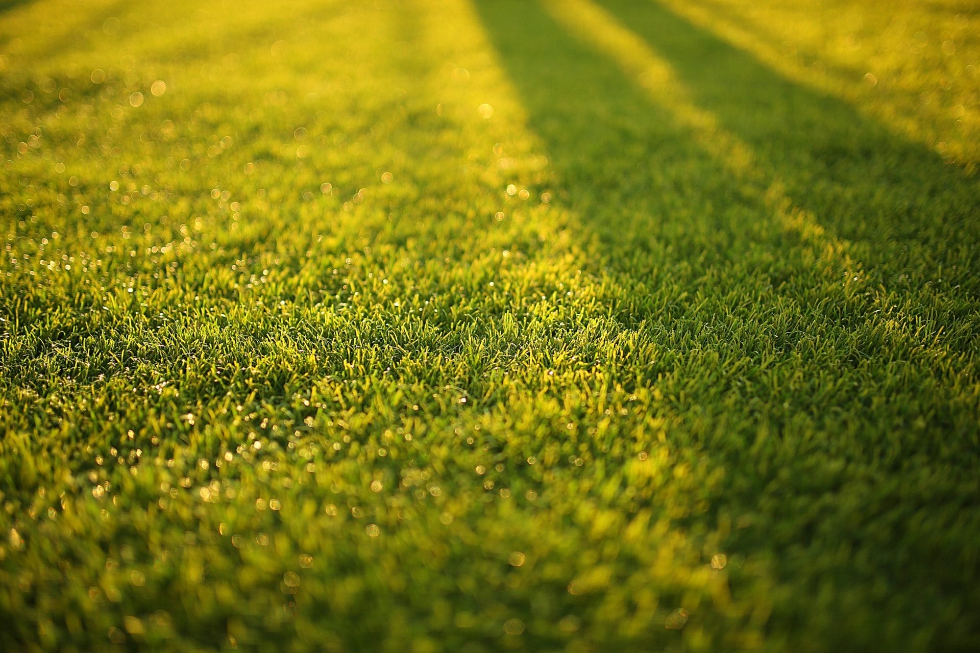 Sunlight reflecting on lawn