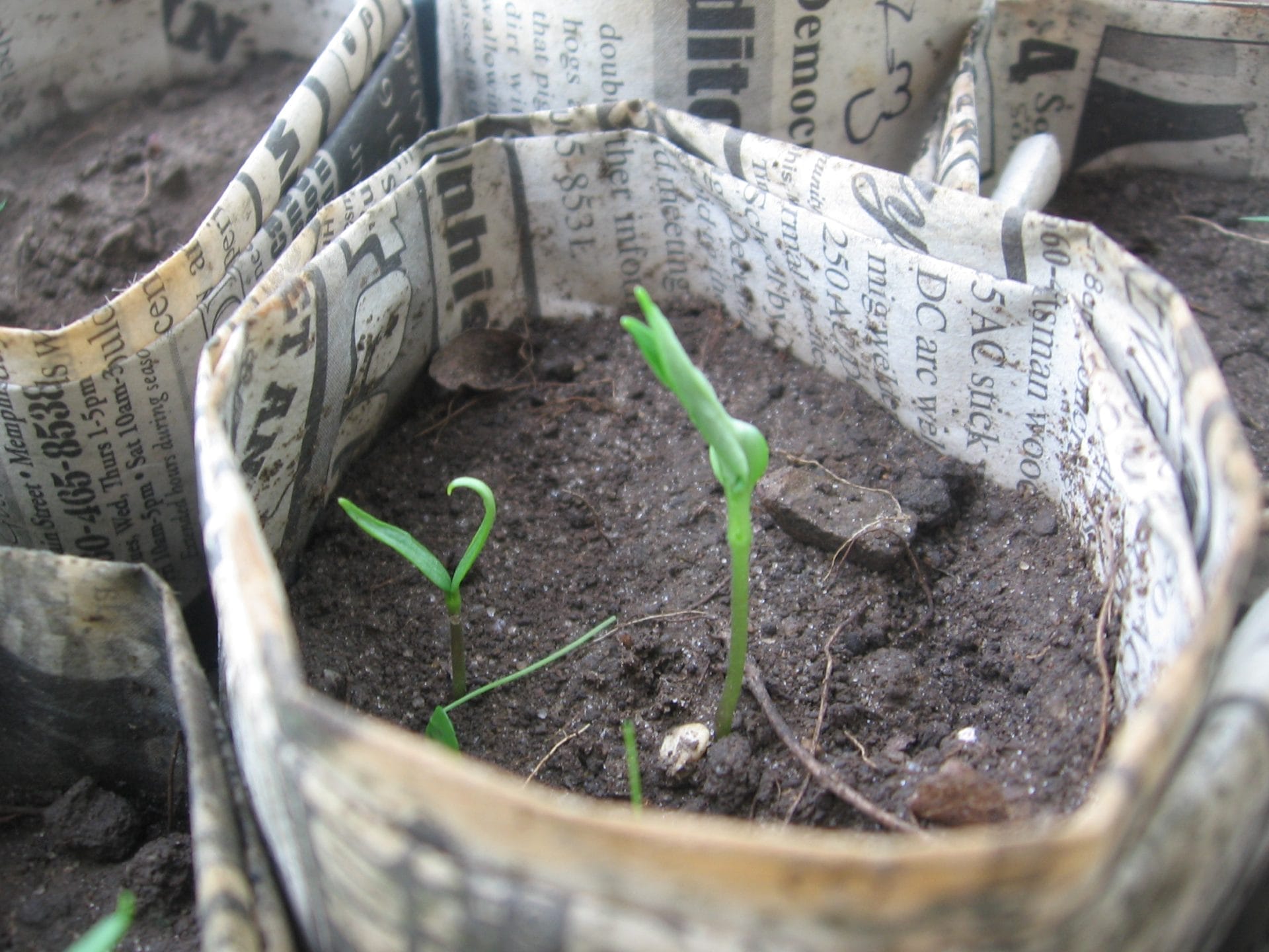 Newspaper being used as a biodegradable plant pot