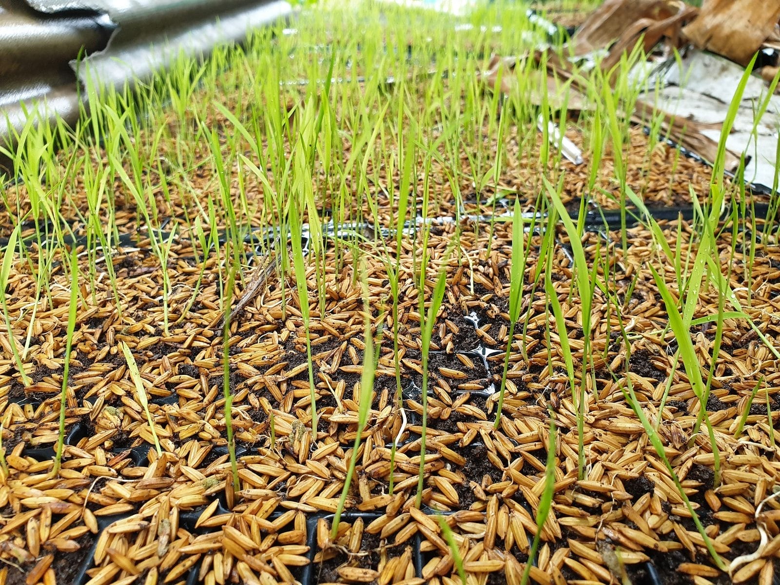 sprouted rice growing