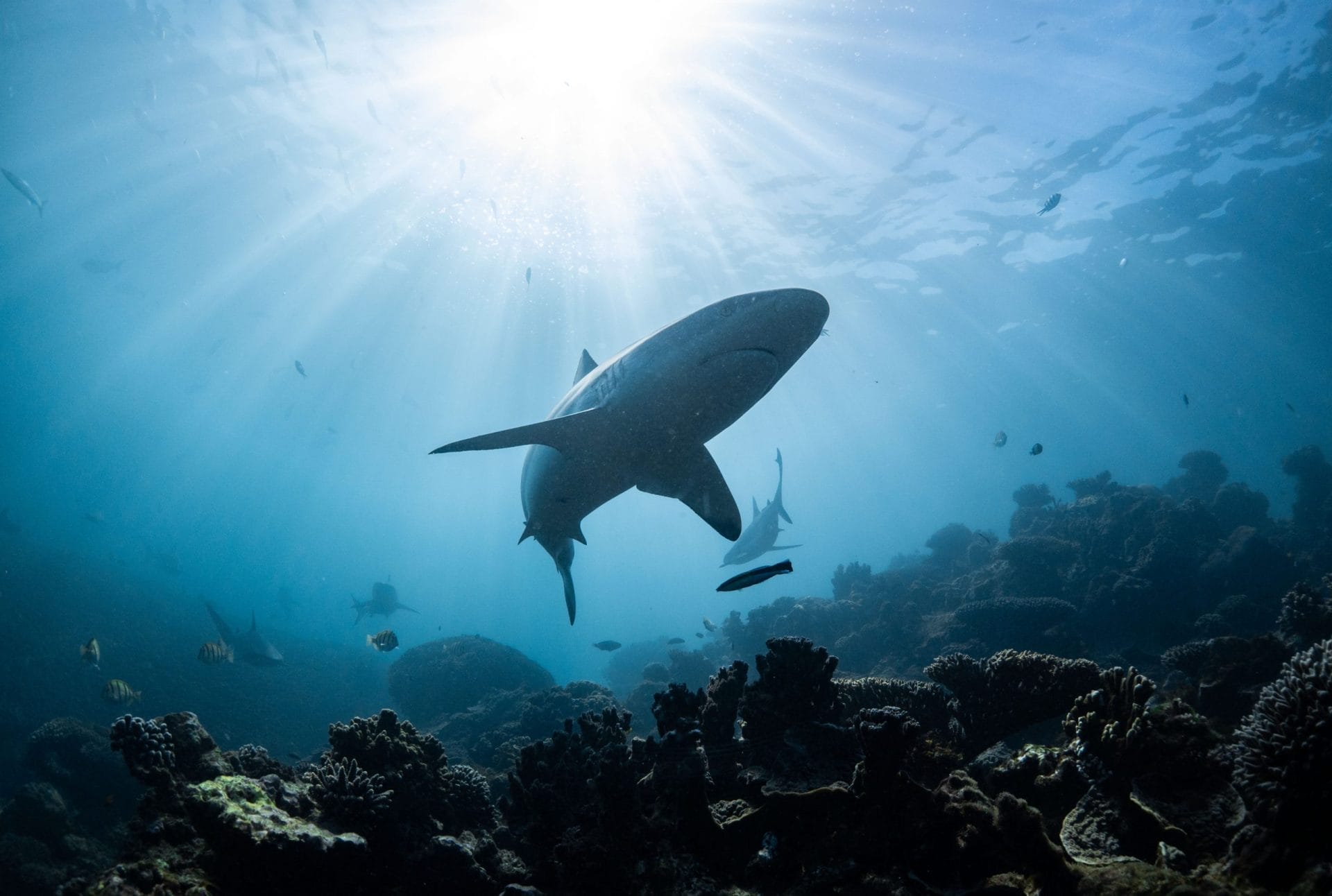 shark