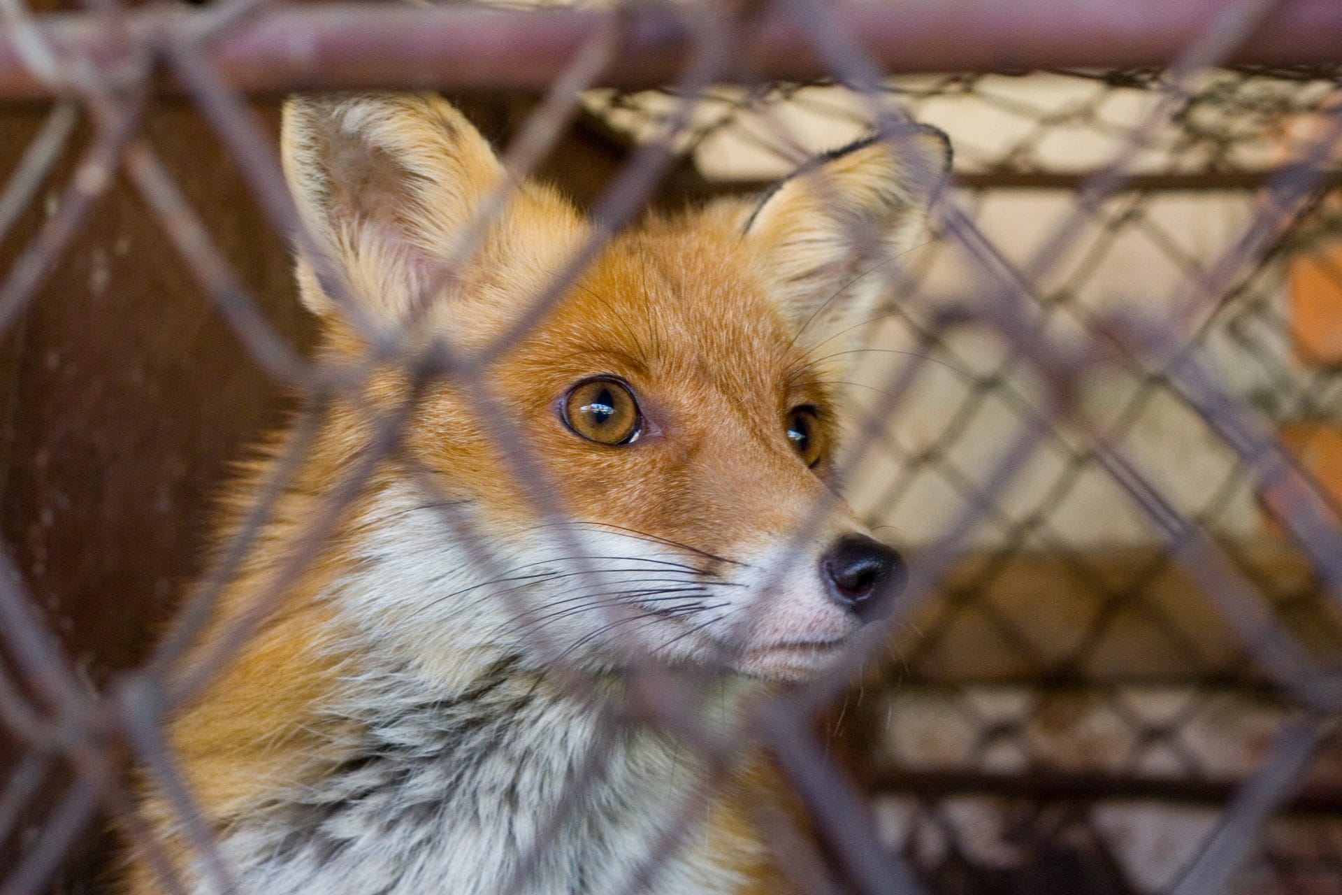 fur fox in cage