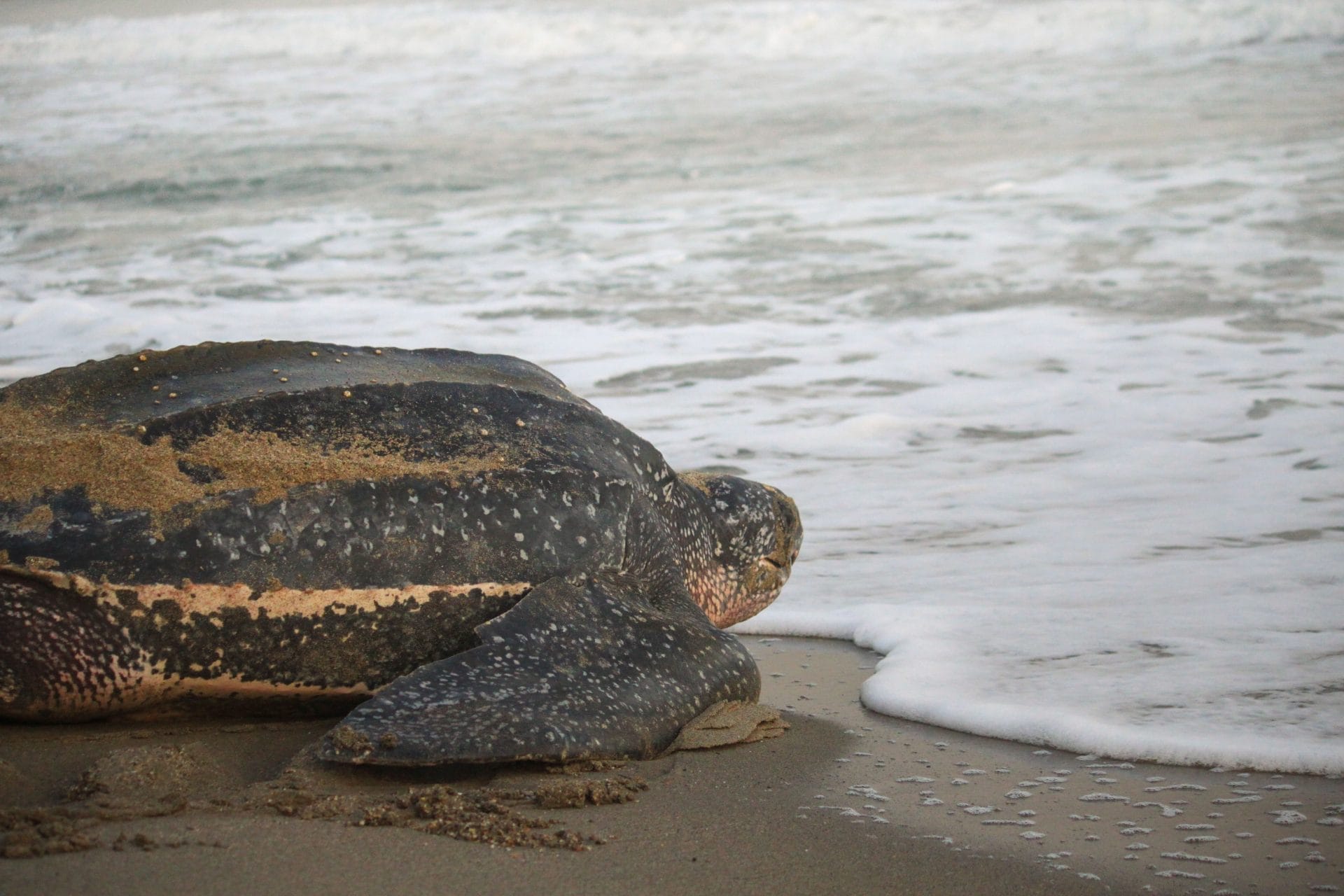 Sea turtle going back to sea after laying eggs