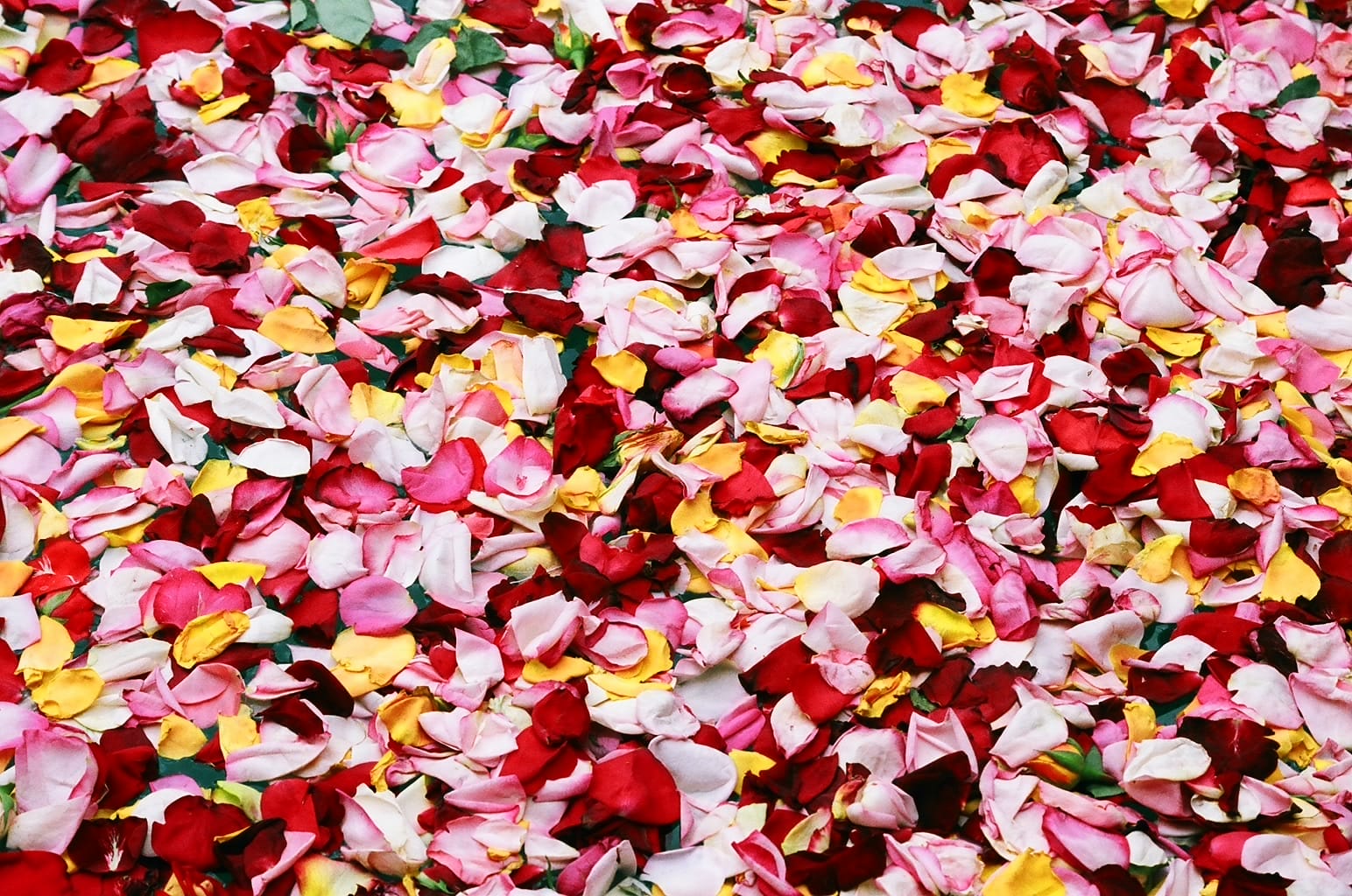 Rose petals