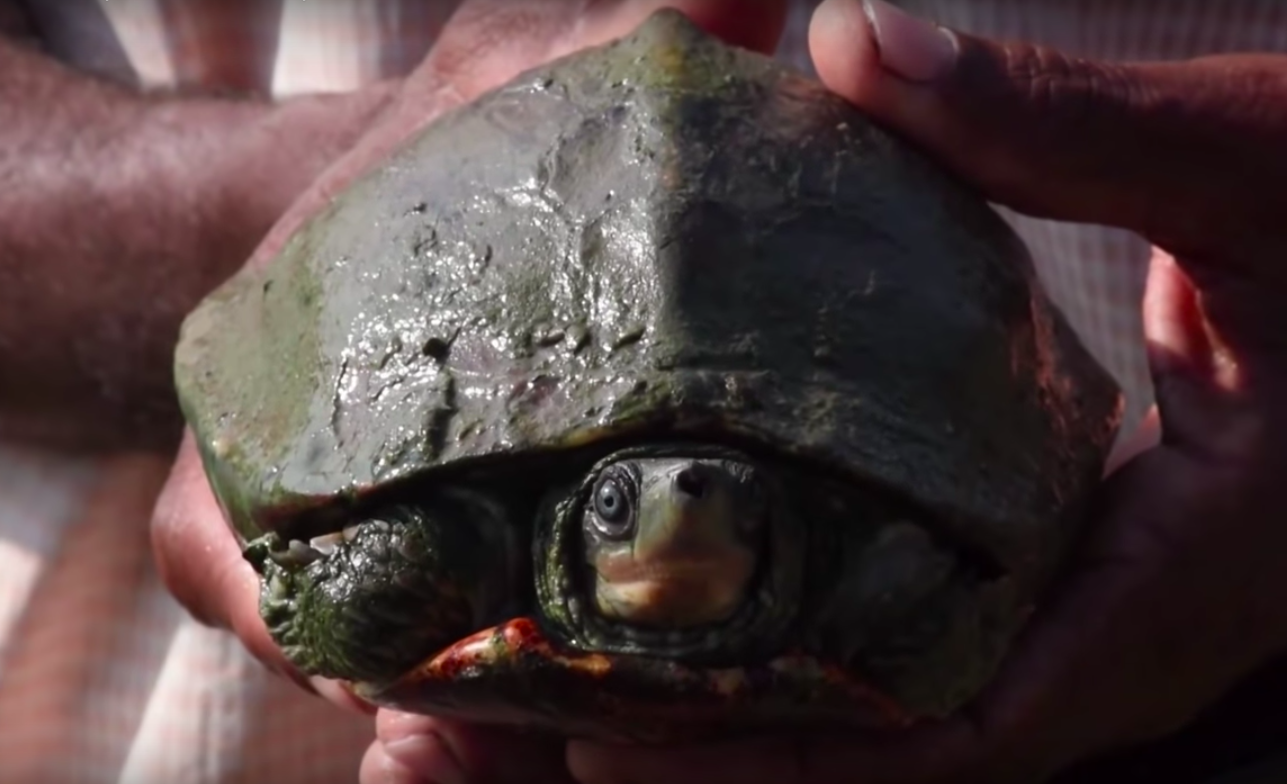 Black softshell turtle