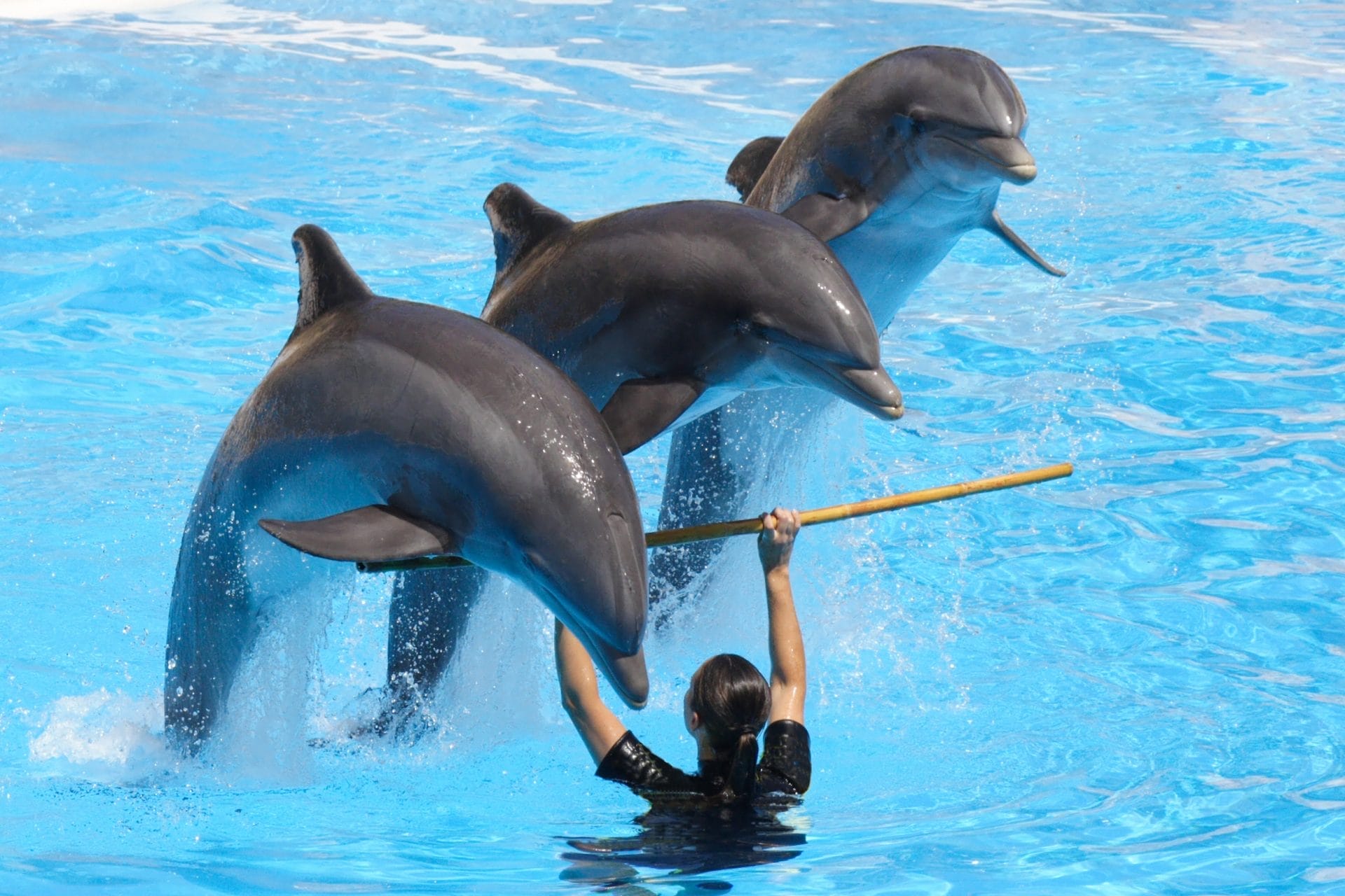captive dolphins with trainer