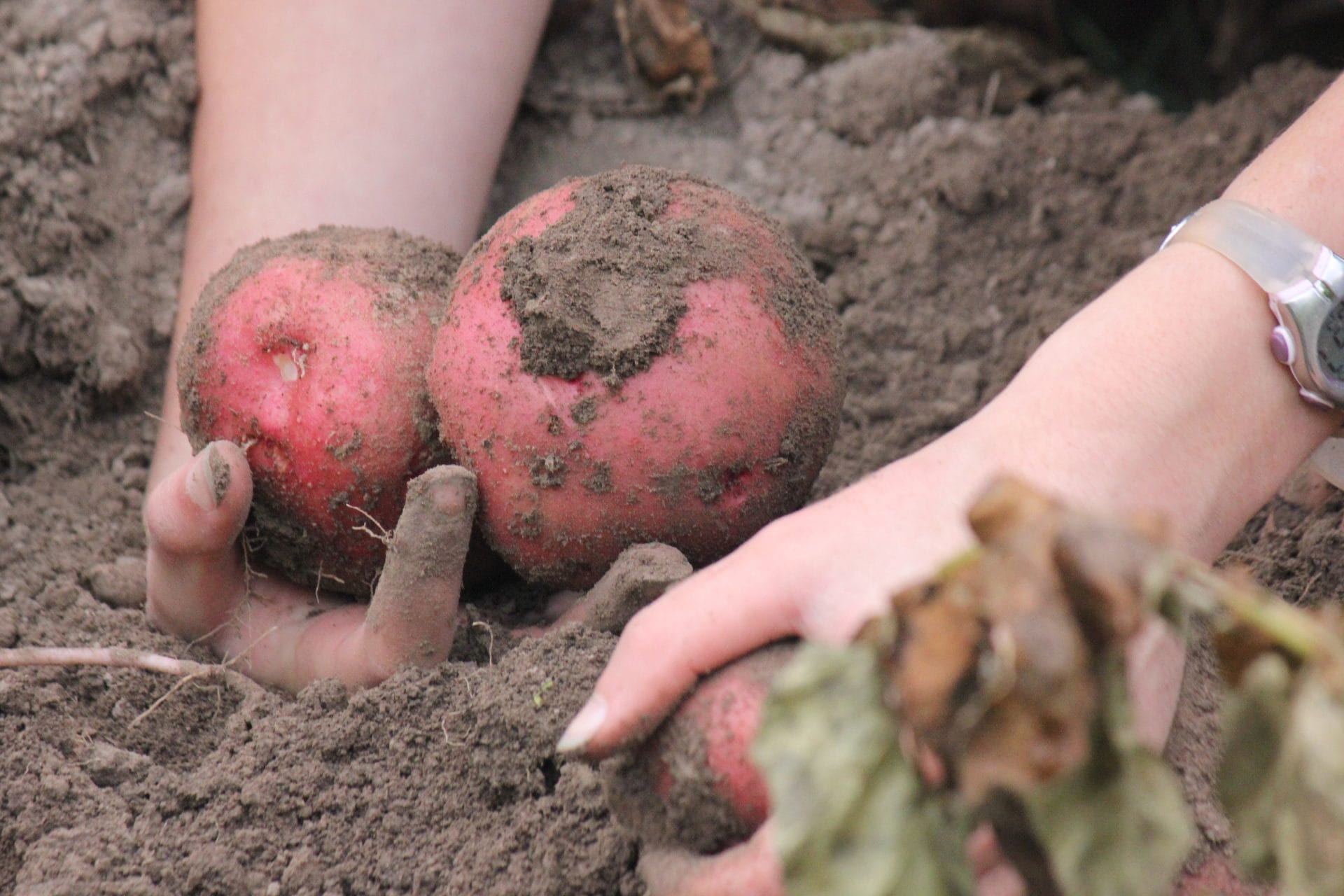hands digging up potatoes