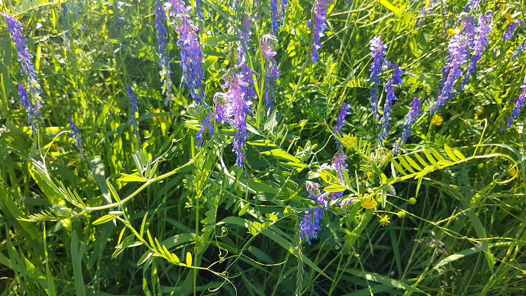 Vetch and buttercup