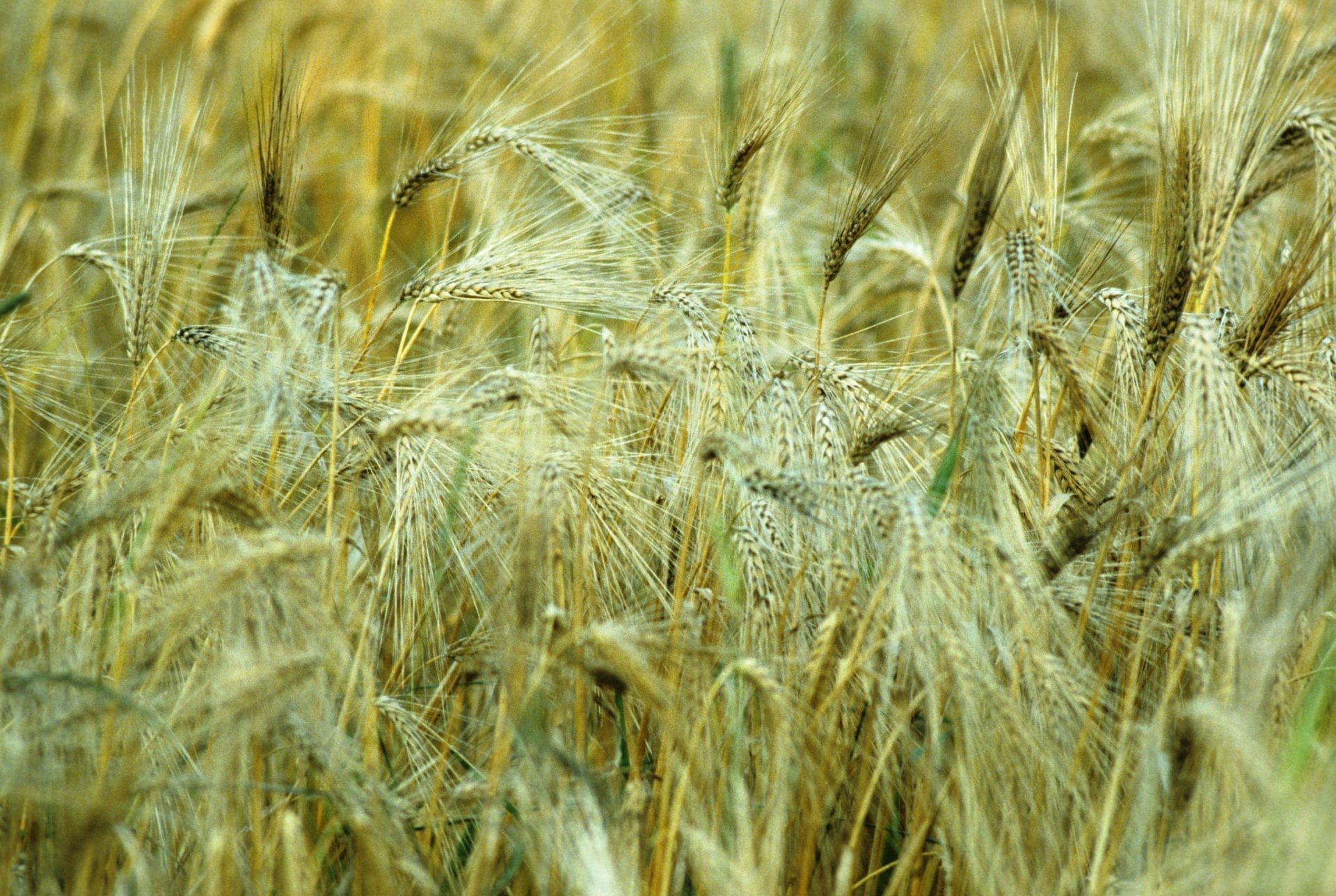 Barley