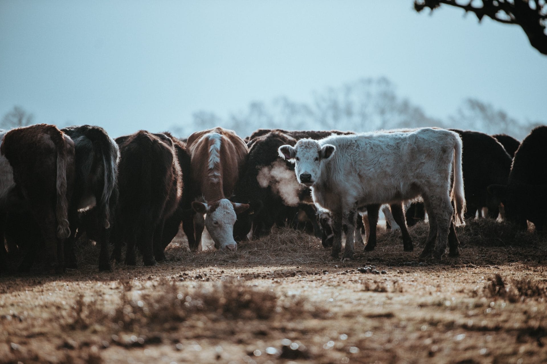 Cows in field