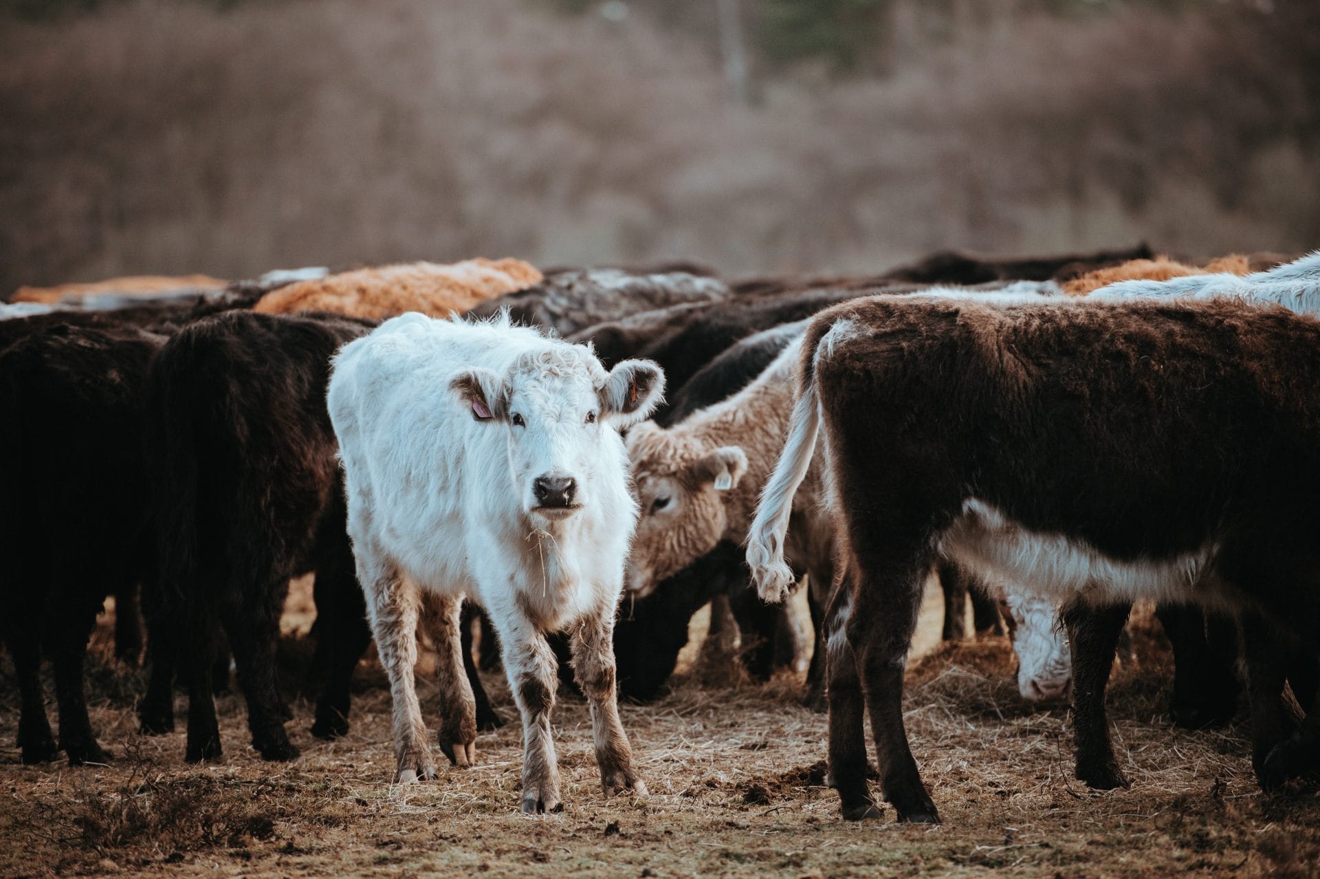 Group of Cows on a Cattle Ranch
