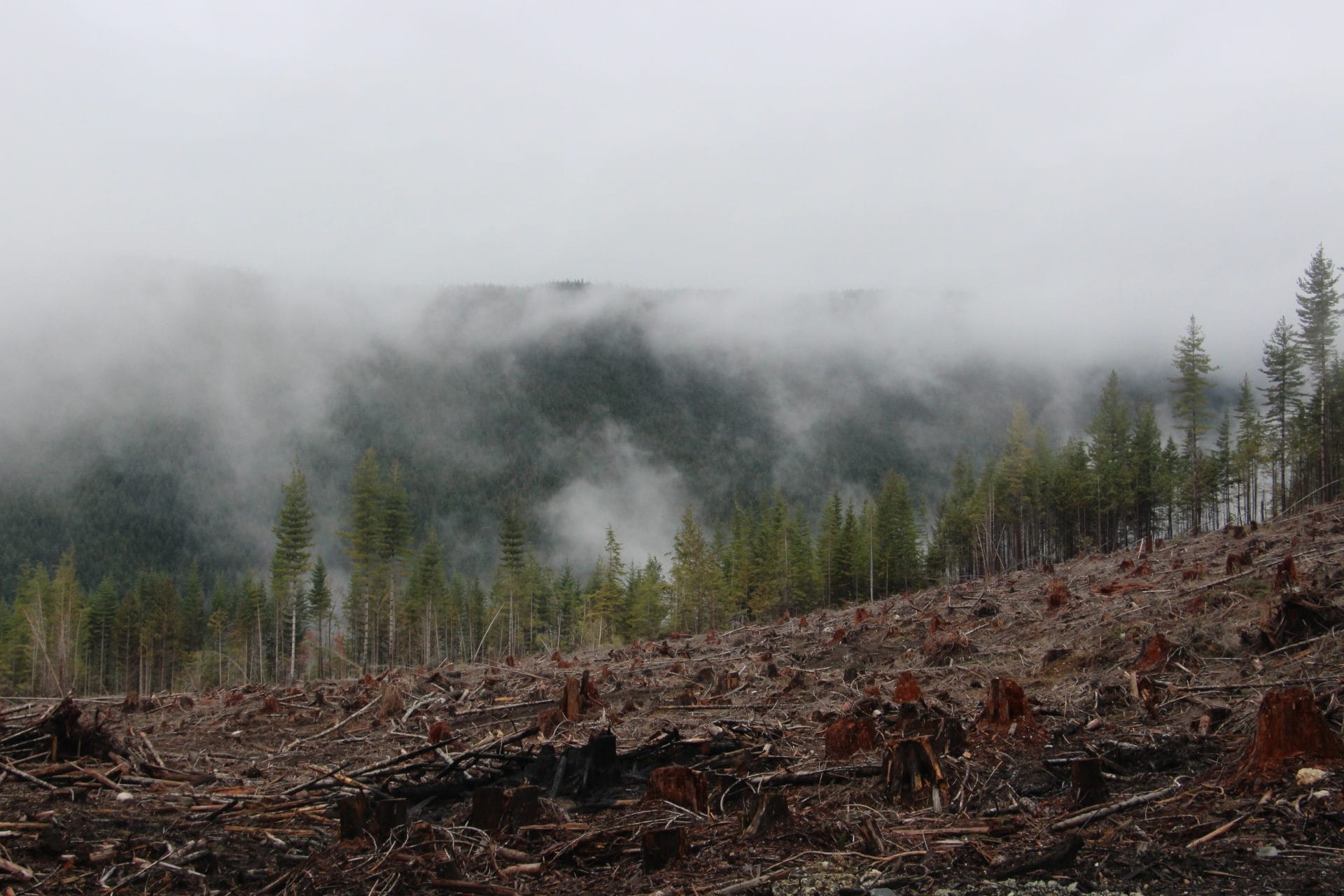 Deforested Amazon rainforest with smoke
