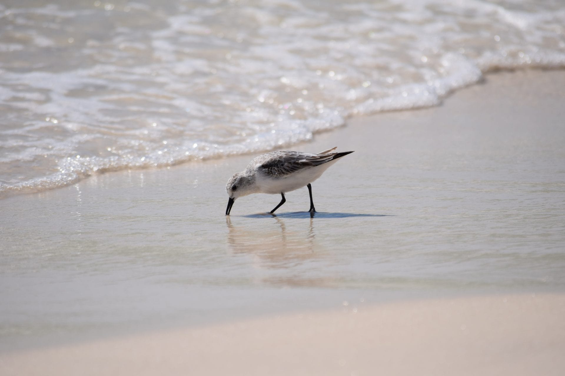 Bird in the sand along the seashore