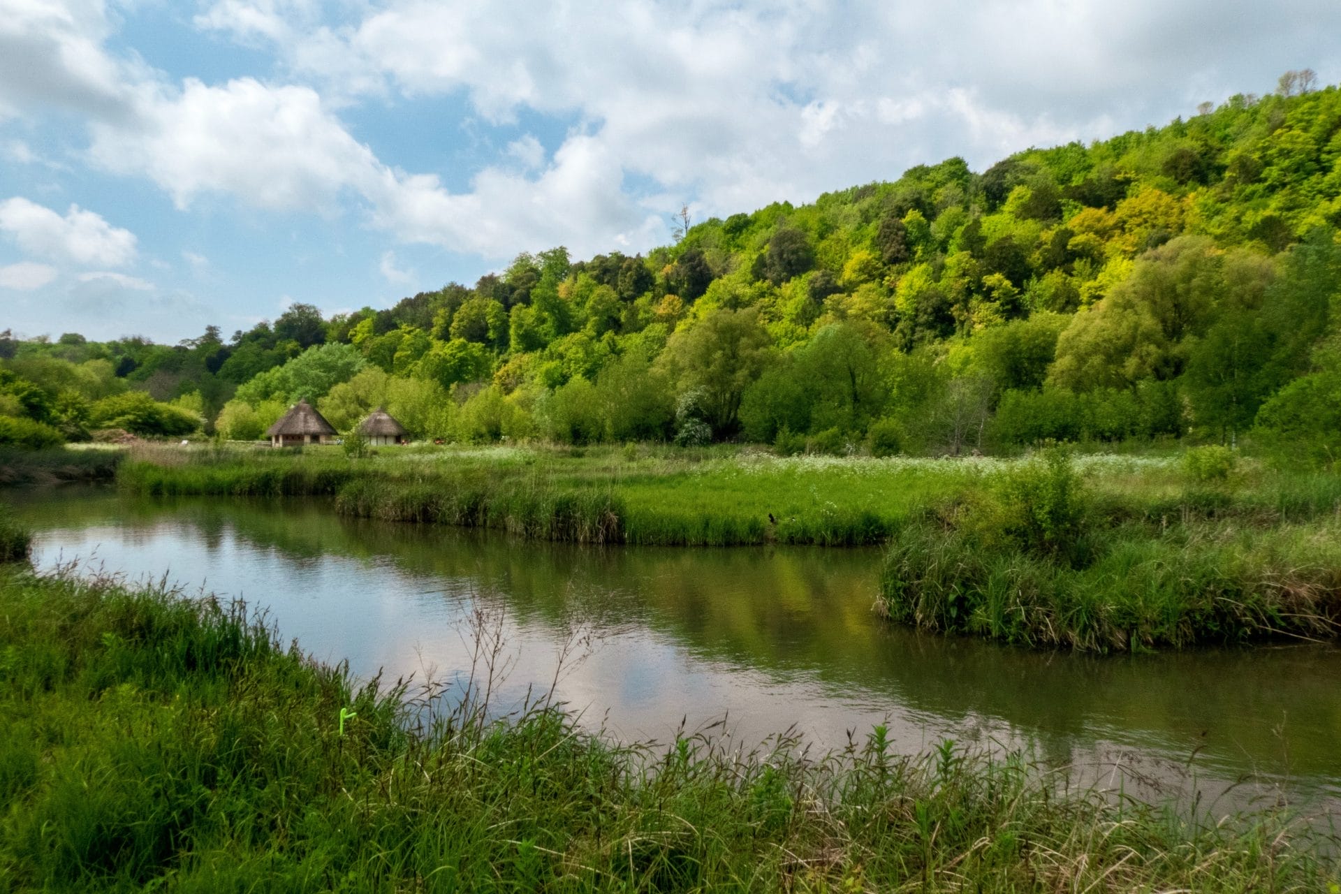 Wetlands and Waterways with Green Trees