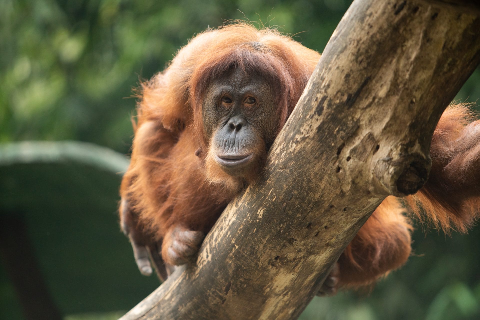 Orangutan