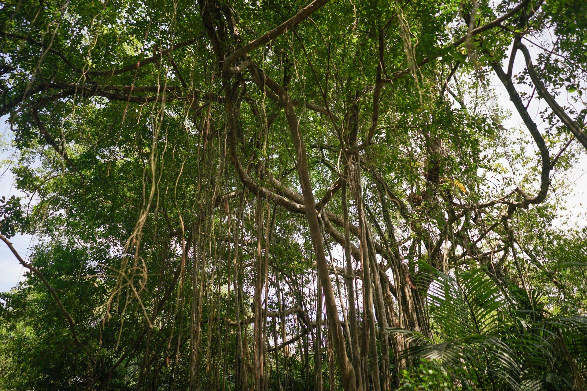 Rainforest