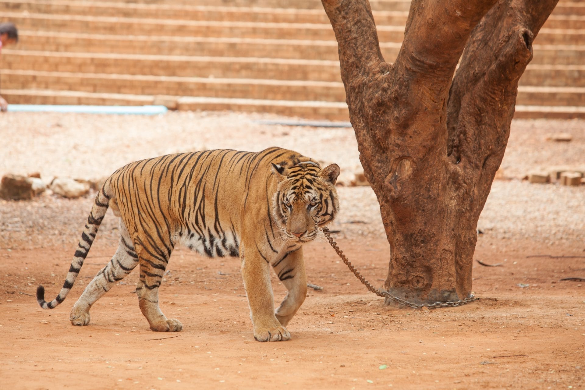 tiger on chain at tiger temple