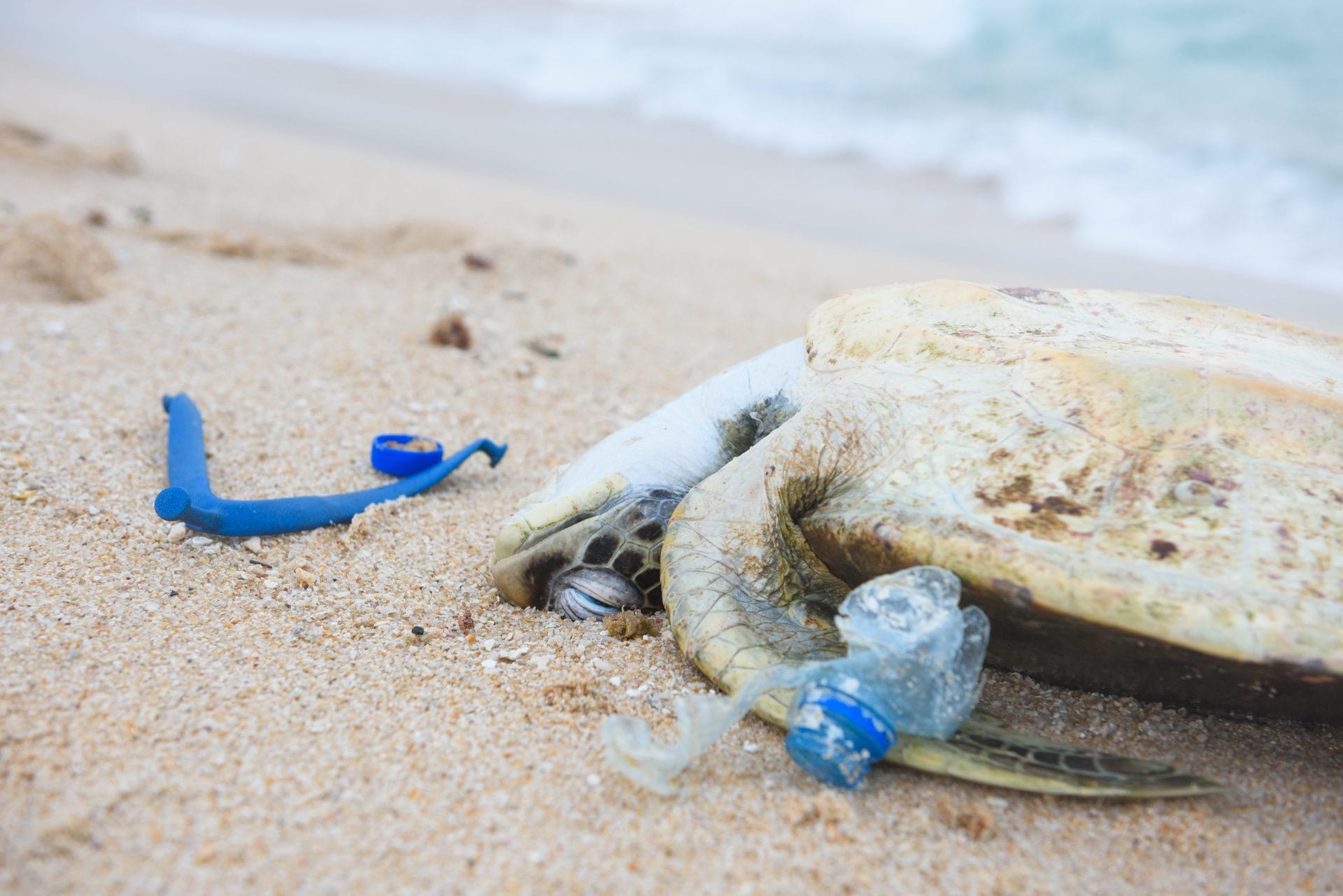 dead turtle on shore with plastic in his mouth