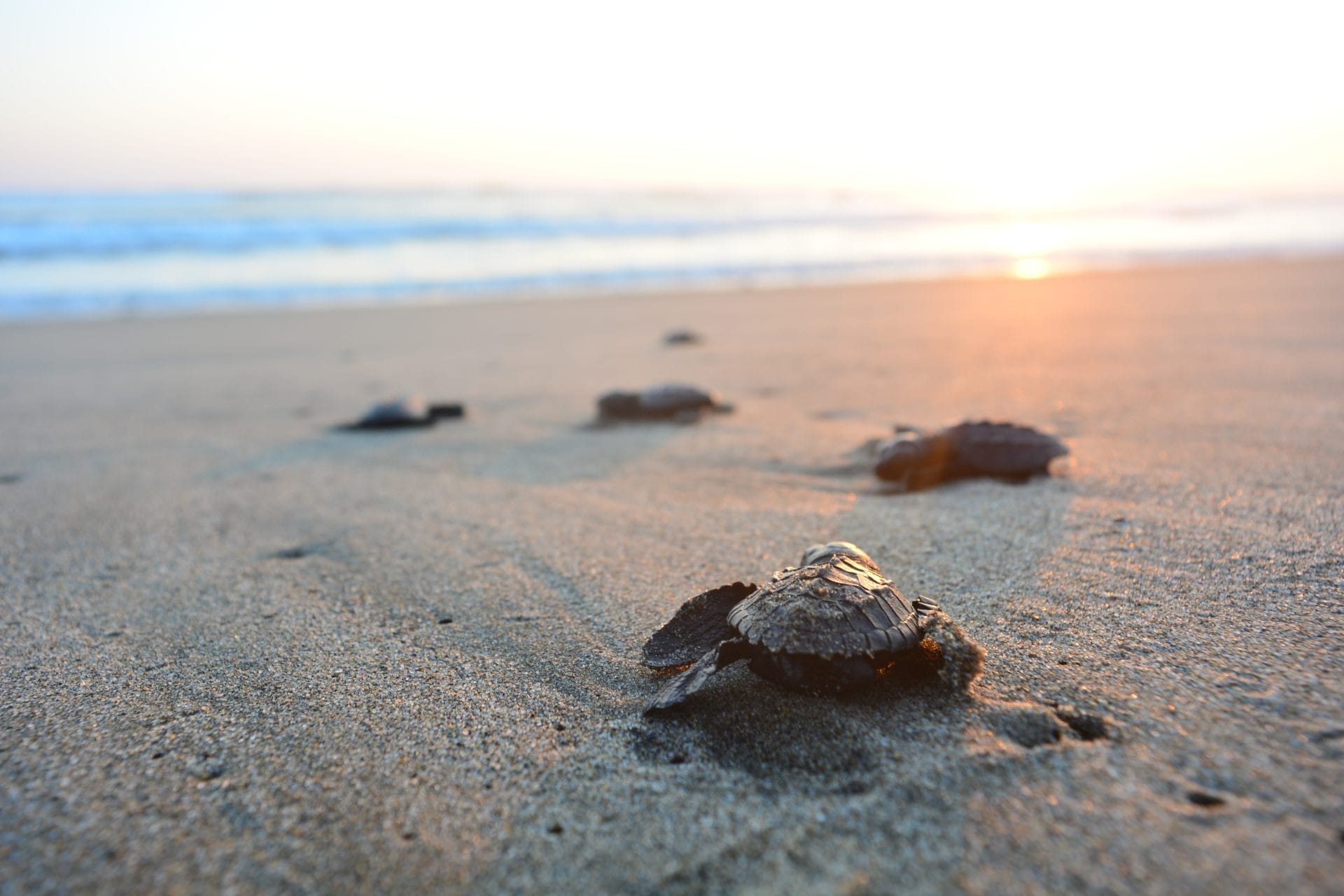 baby sea turtles