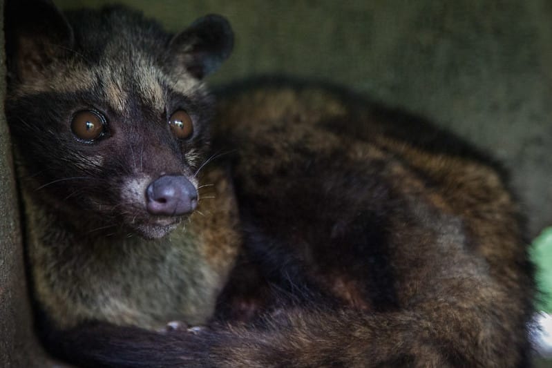 Civet