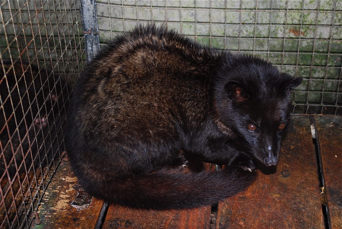 Civet in cage