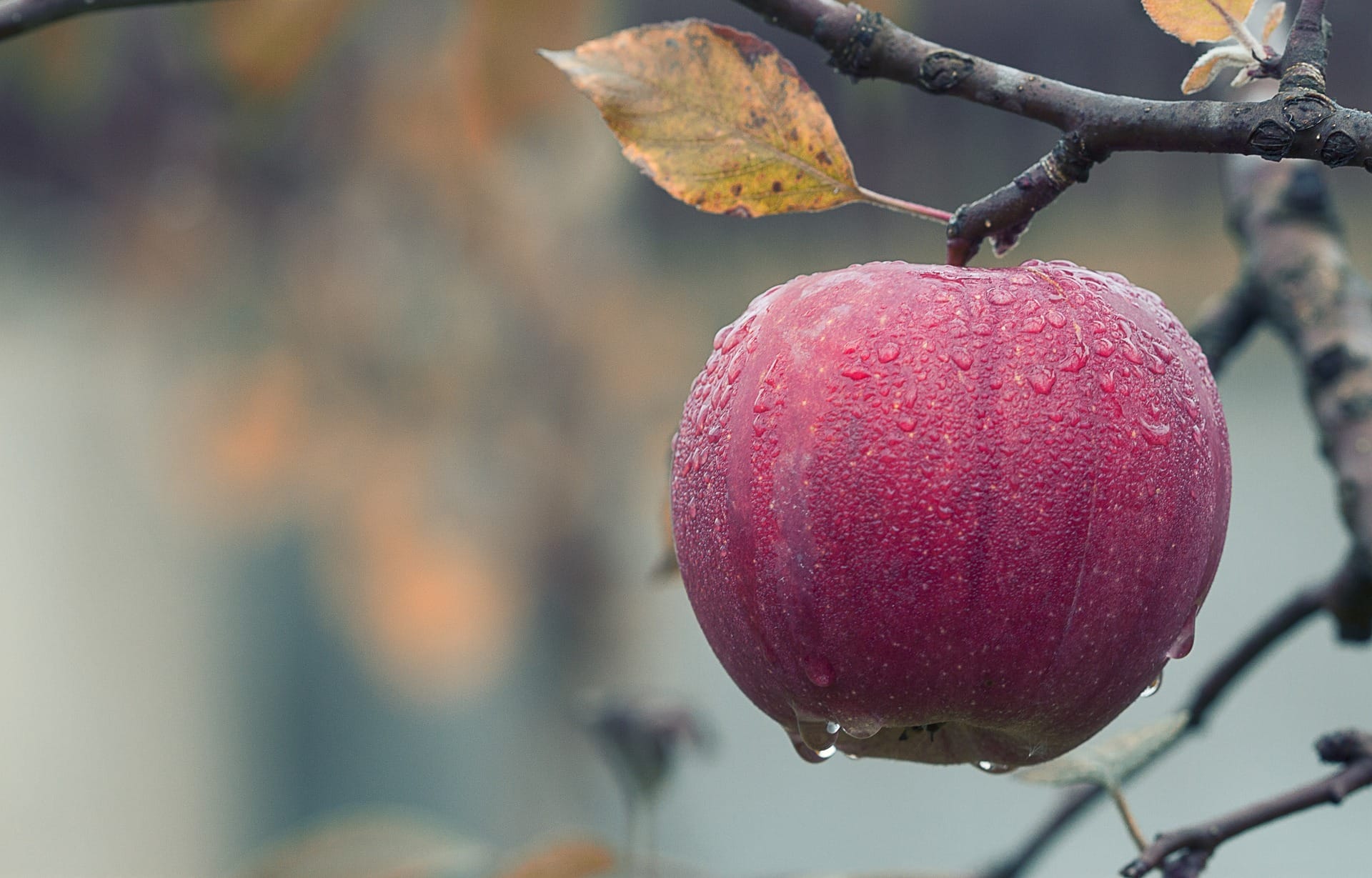 Apple hanging on tree