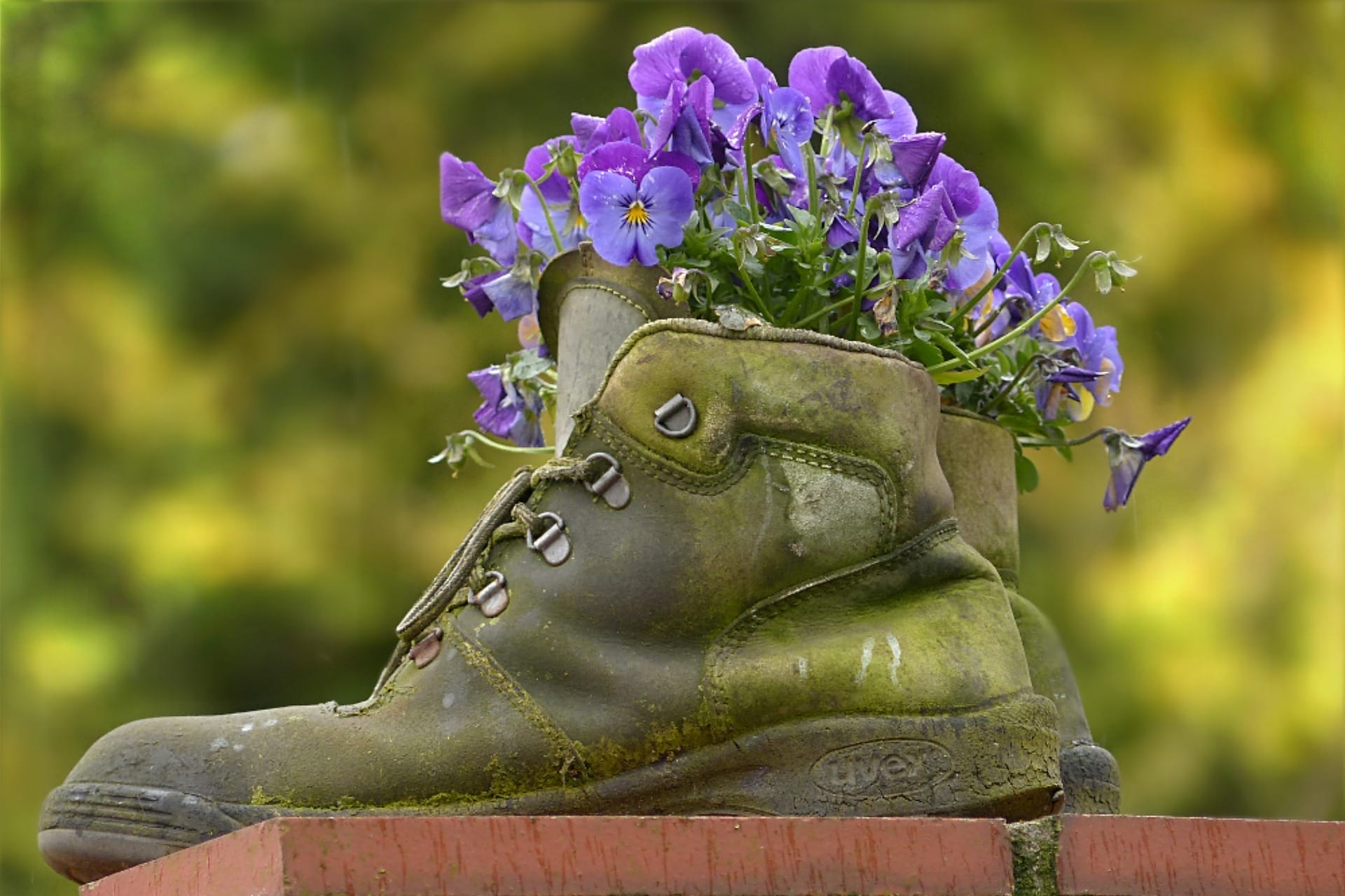 old shoes being used as vase