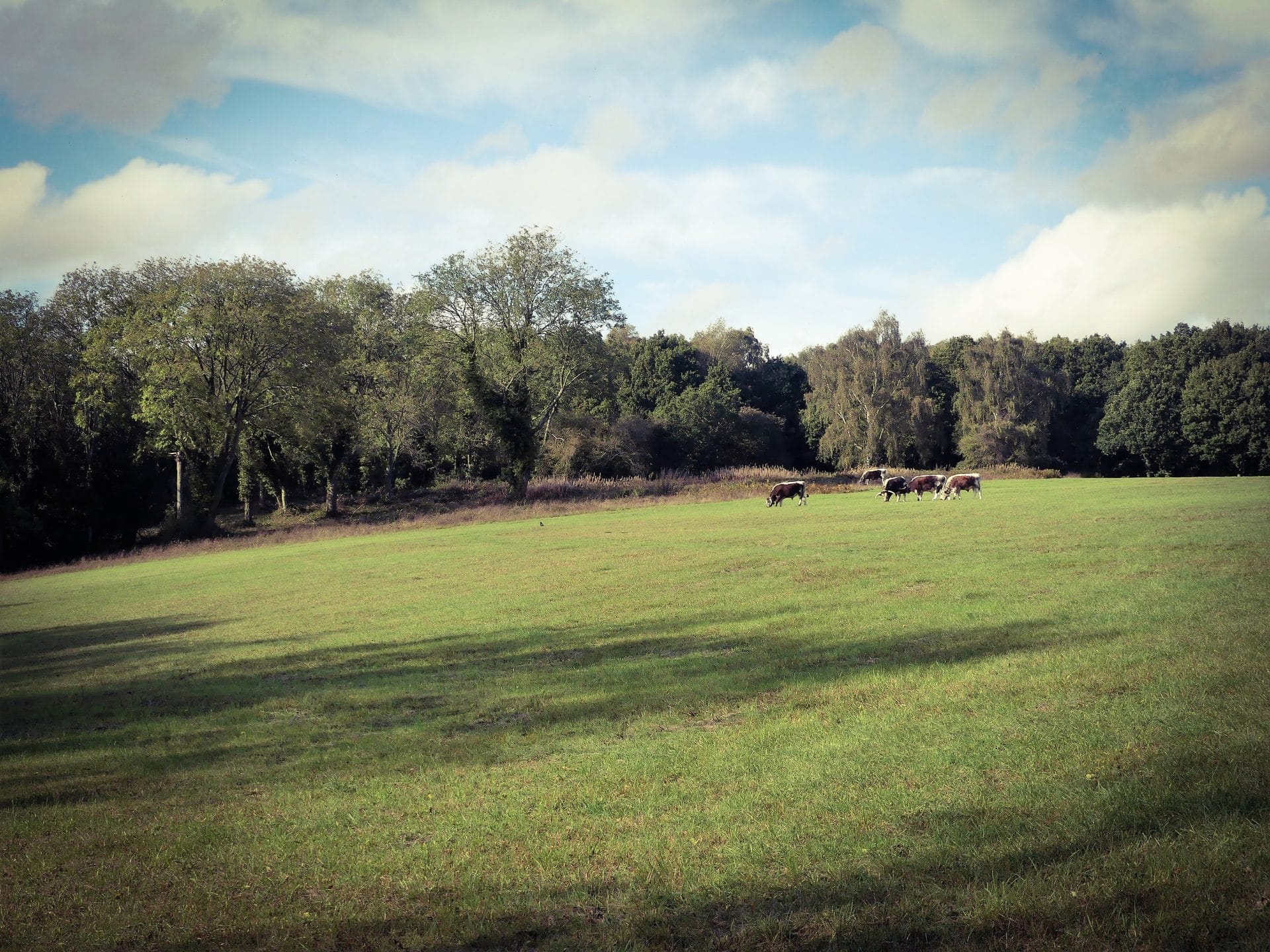 Farm In the UK countryside