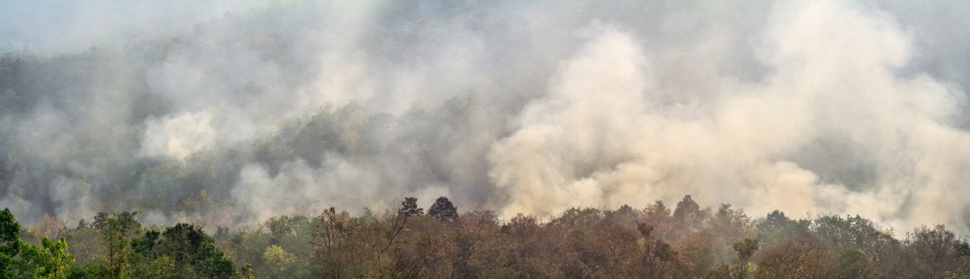 Amazon Forest Fires