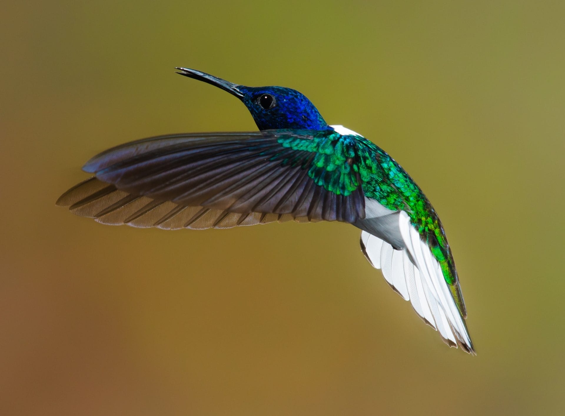 Hummingbird