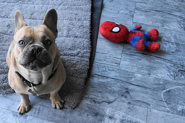 Recycled dog toys