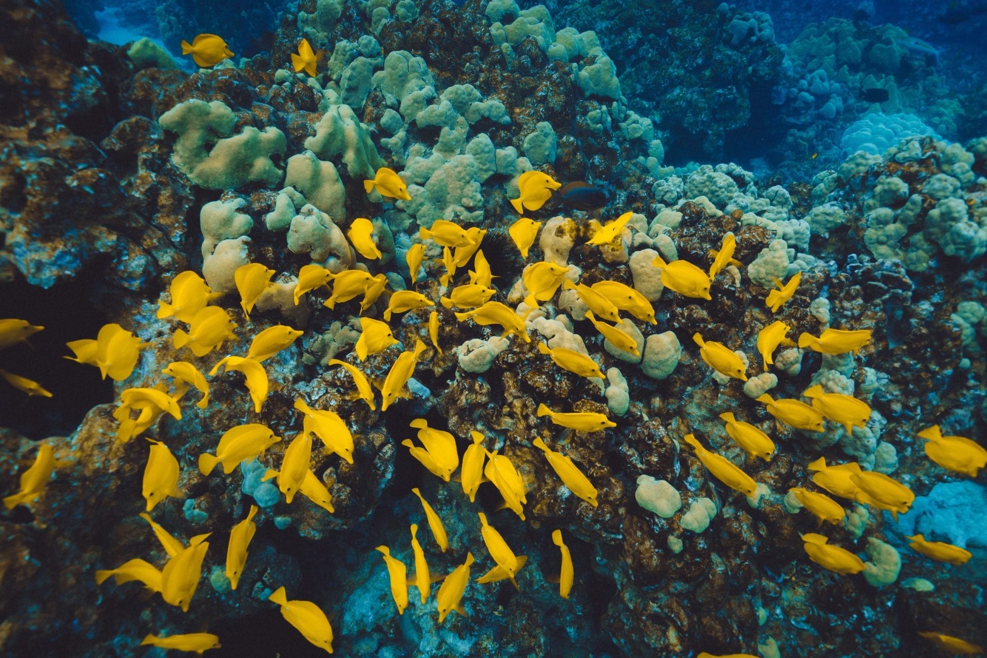 School of Fish