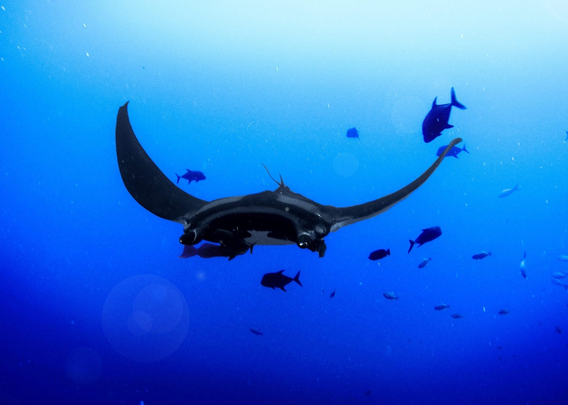 Manta Ray