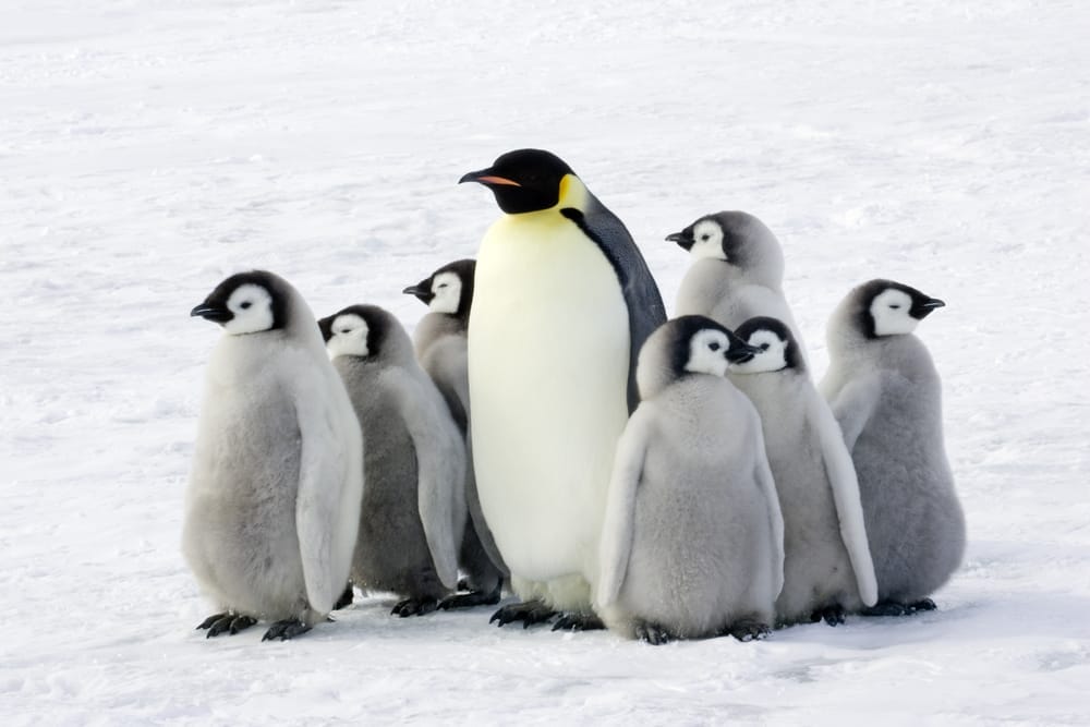 Emperor penguins