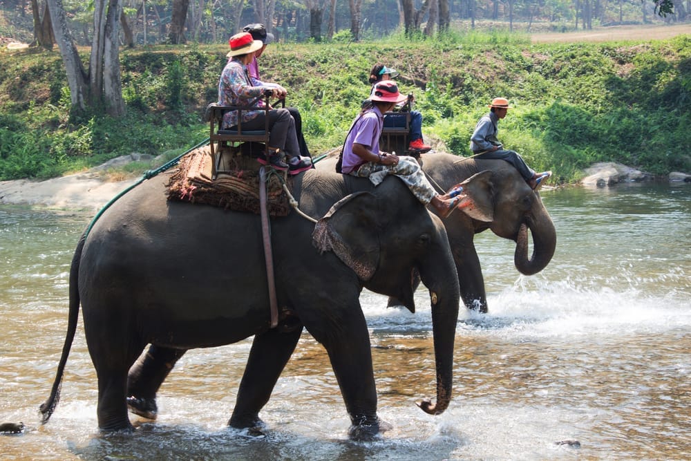 People riding elephants