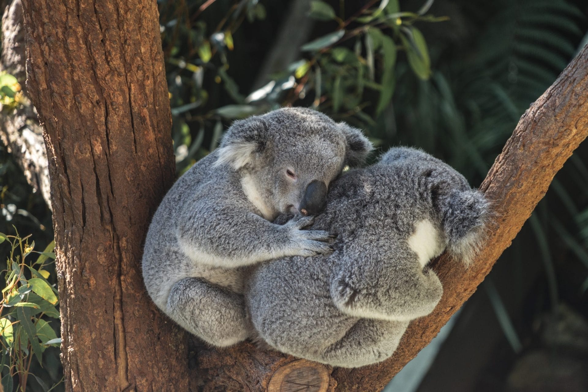 Two Koalas