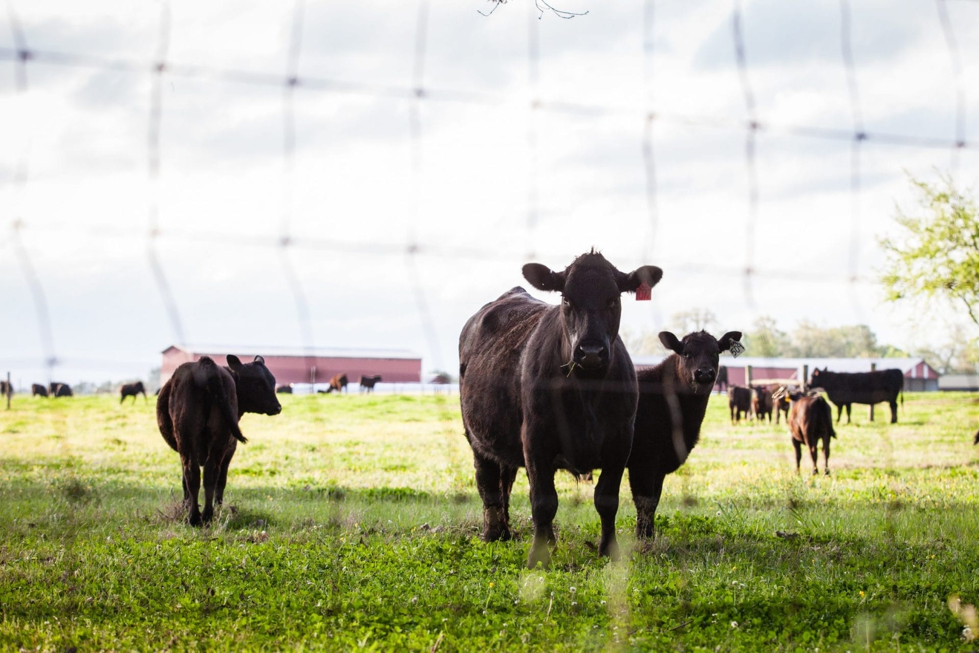Cows Behind Fence