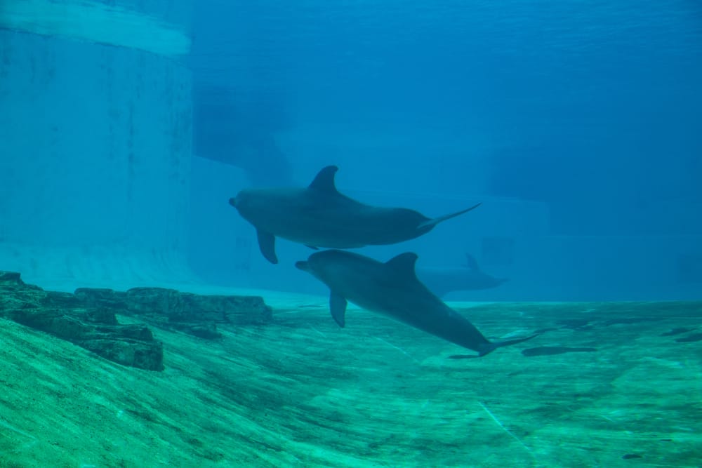 captive dolphins in Singapore