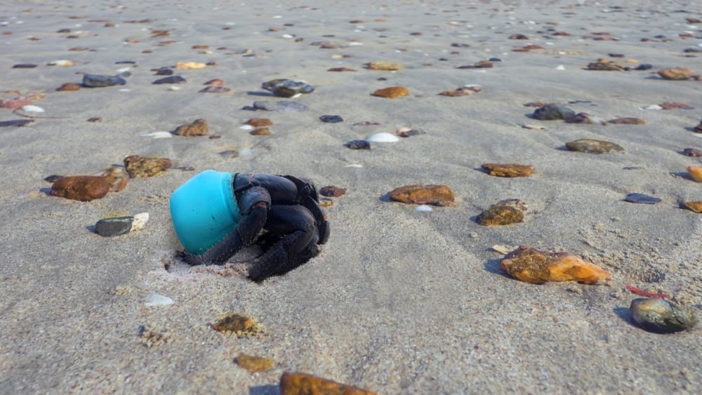hermit crab living in blue plastic