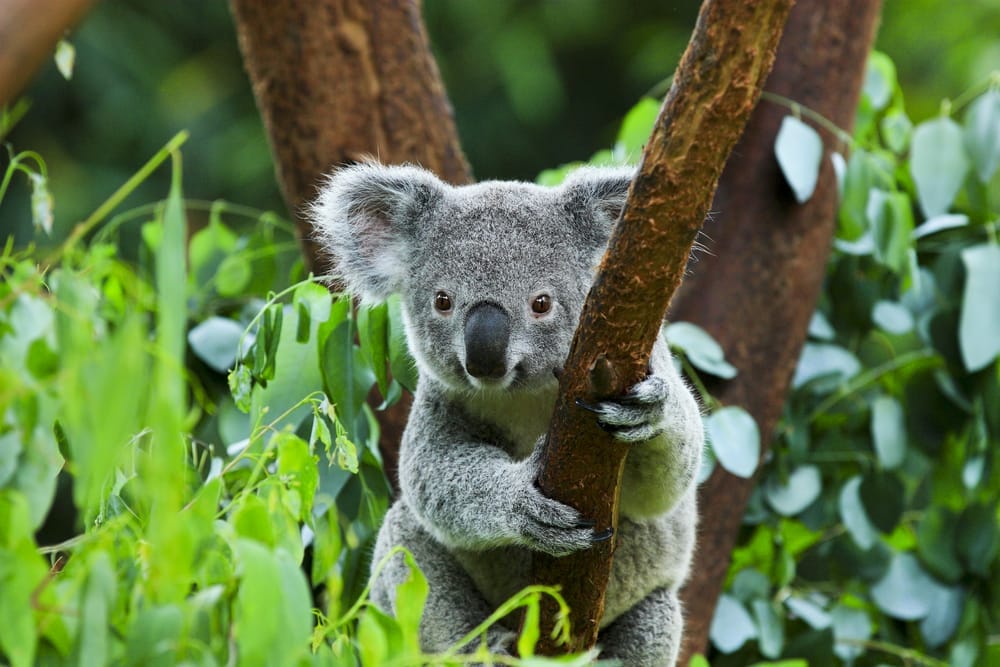 Australian koala