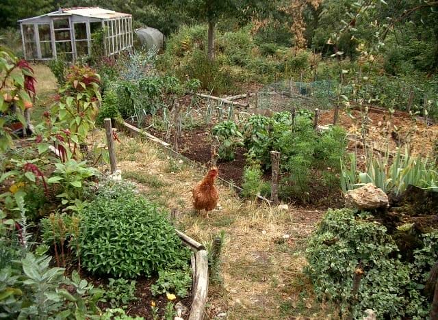 Chicken in a vegetable garden
