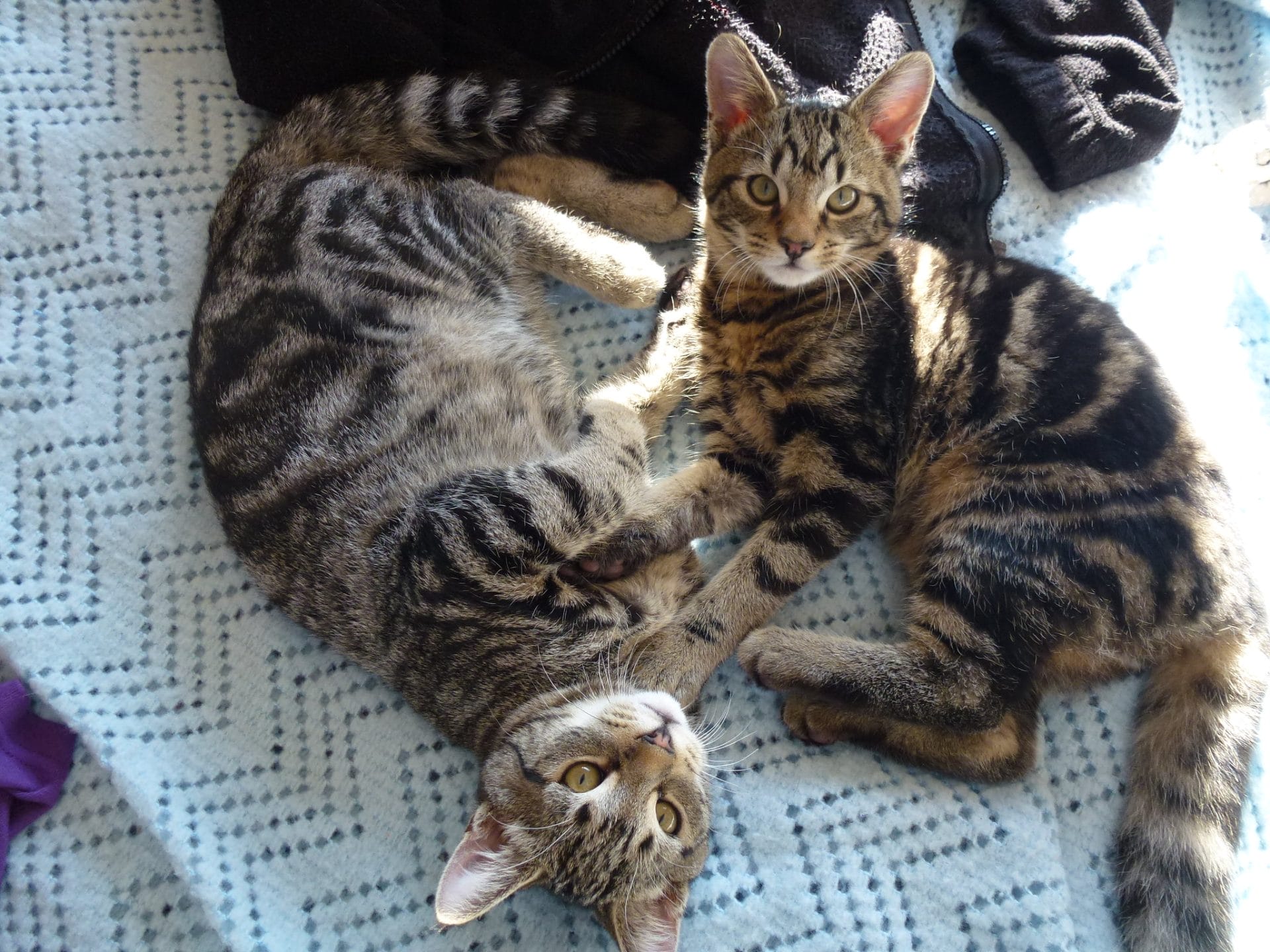 cats laying on a blanket