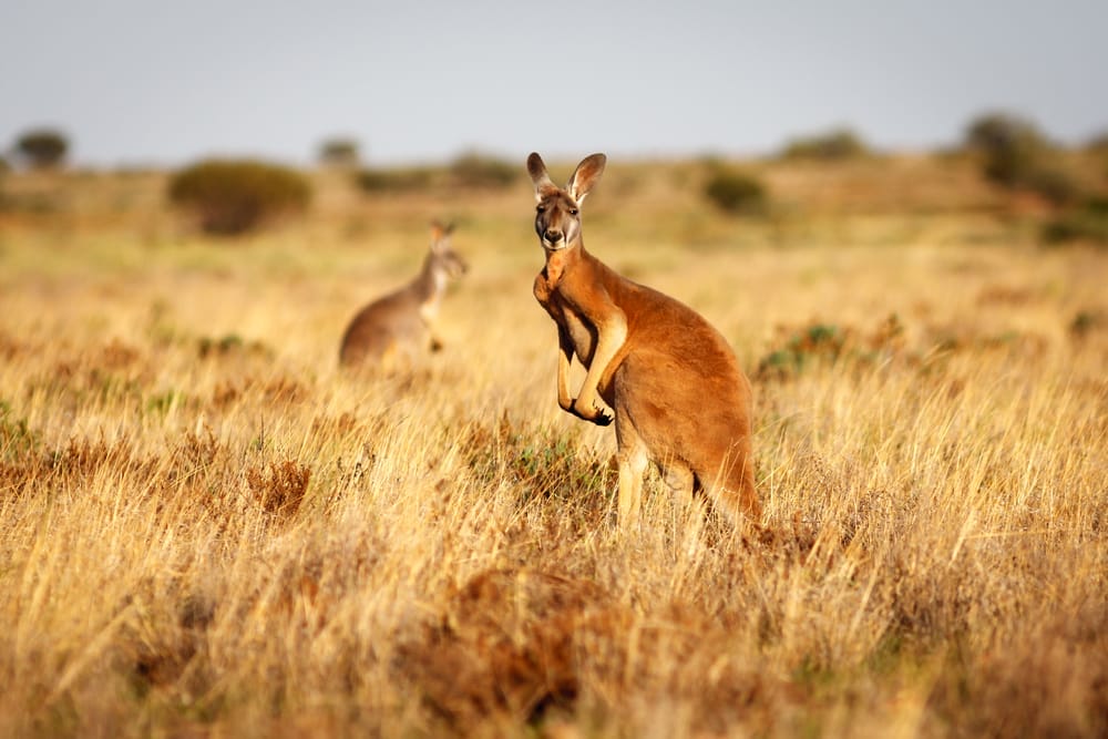 Kangaroo