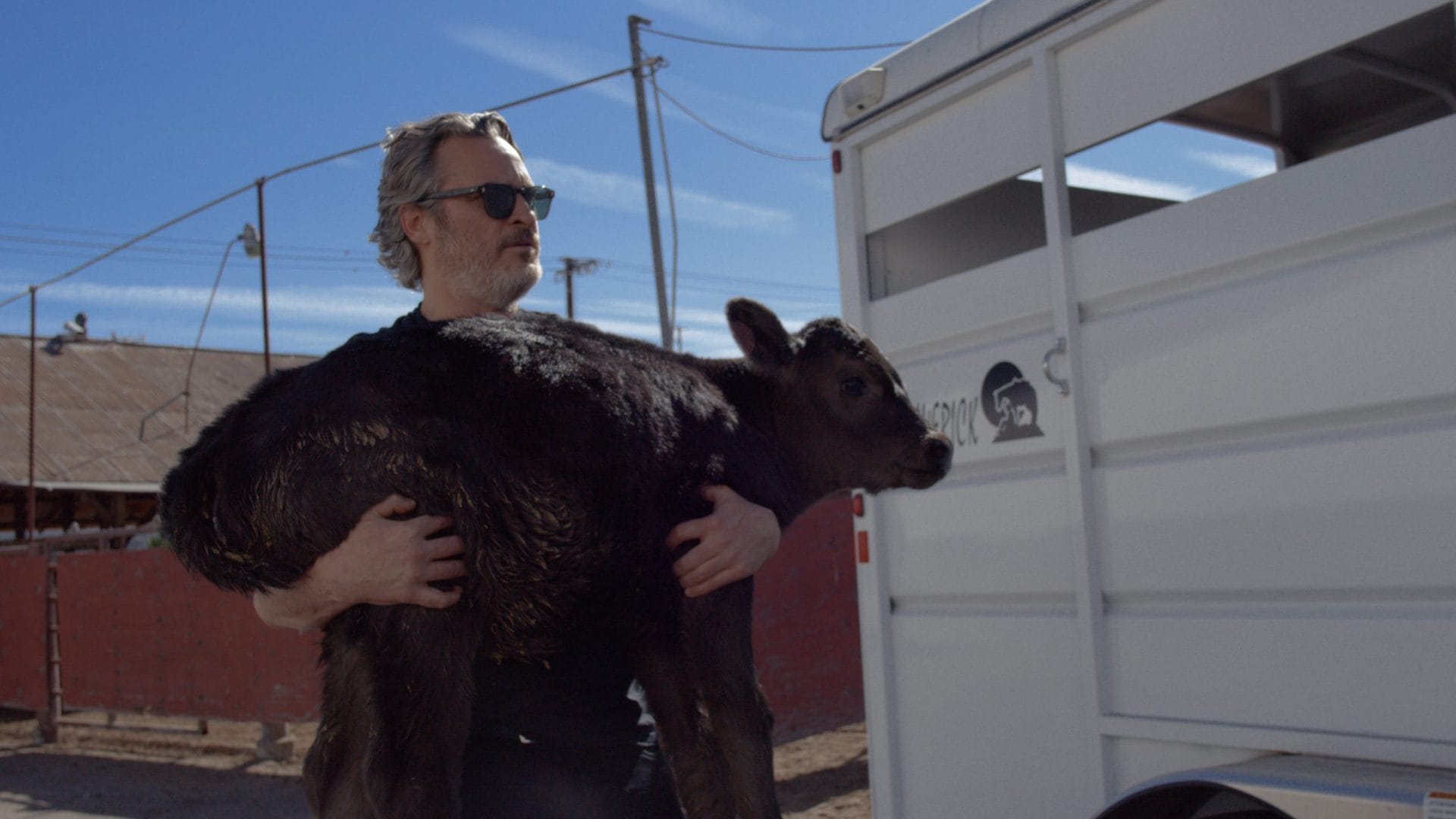 Joaquin Phoenix Cow