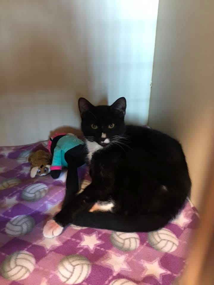Cosmo, the cat rescued from dogfighting