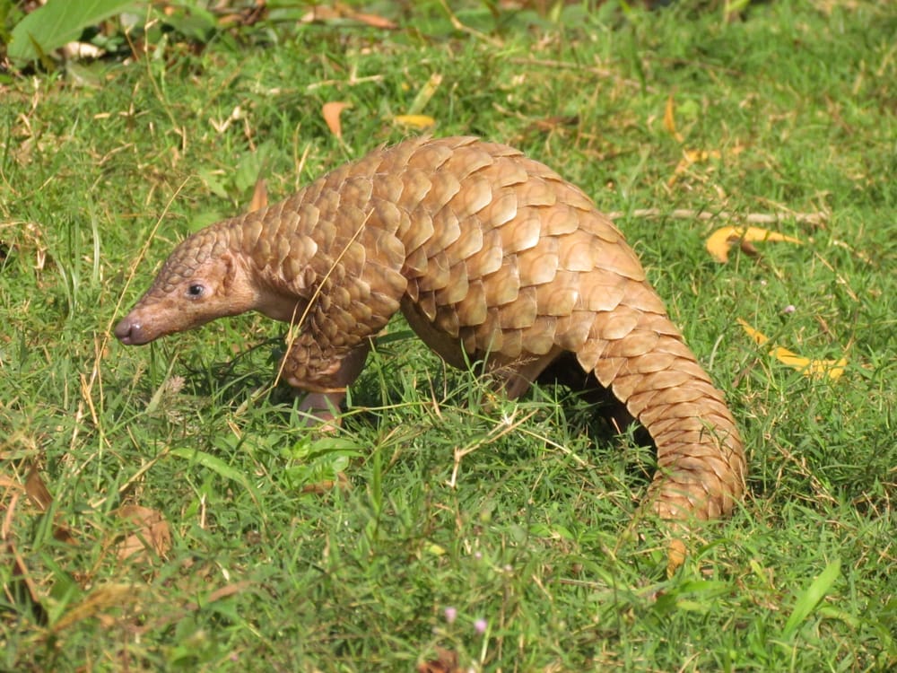 Pangolin