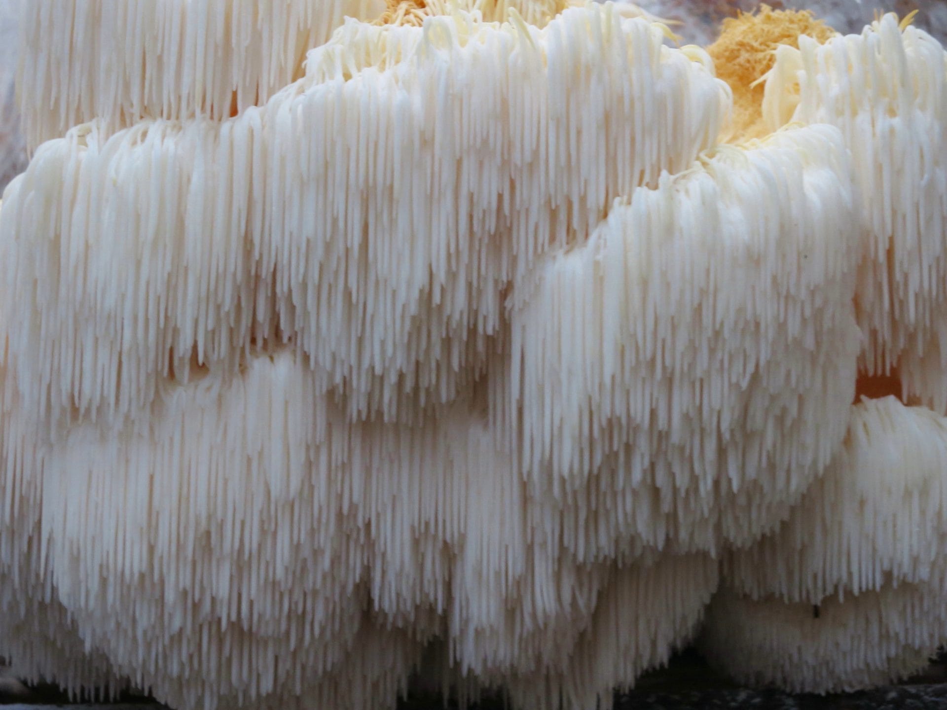 Lion's Mane