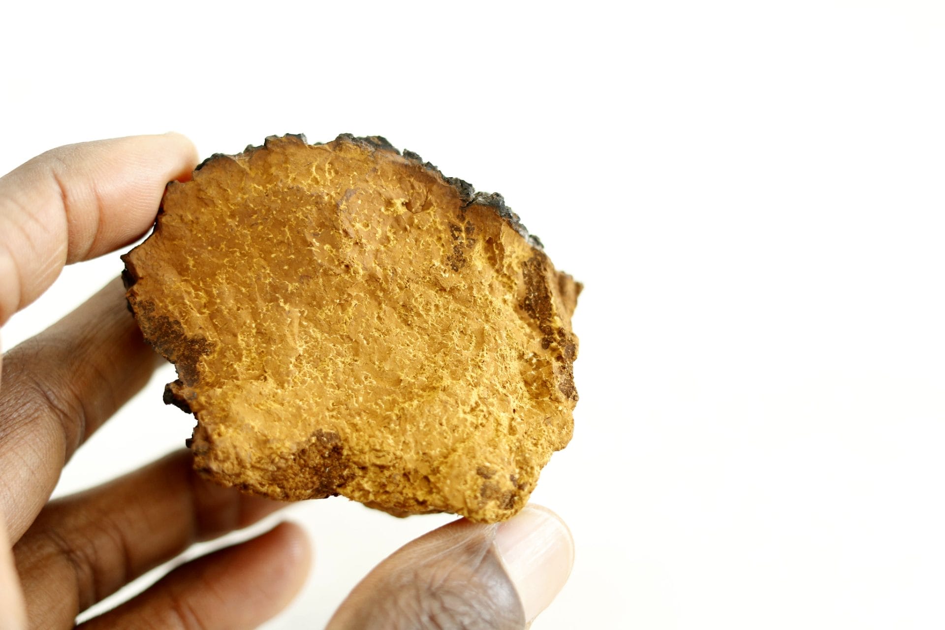 Chaga Mushroom