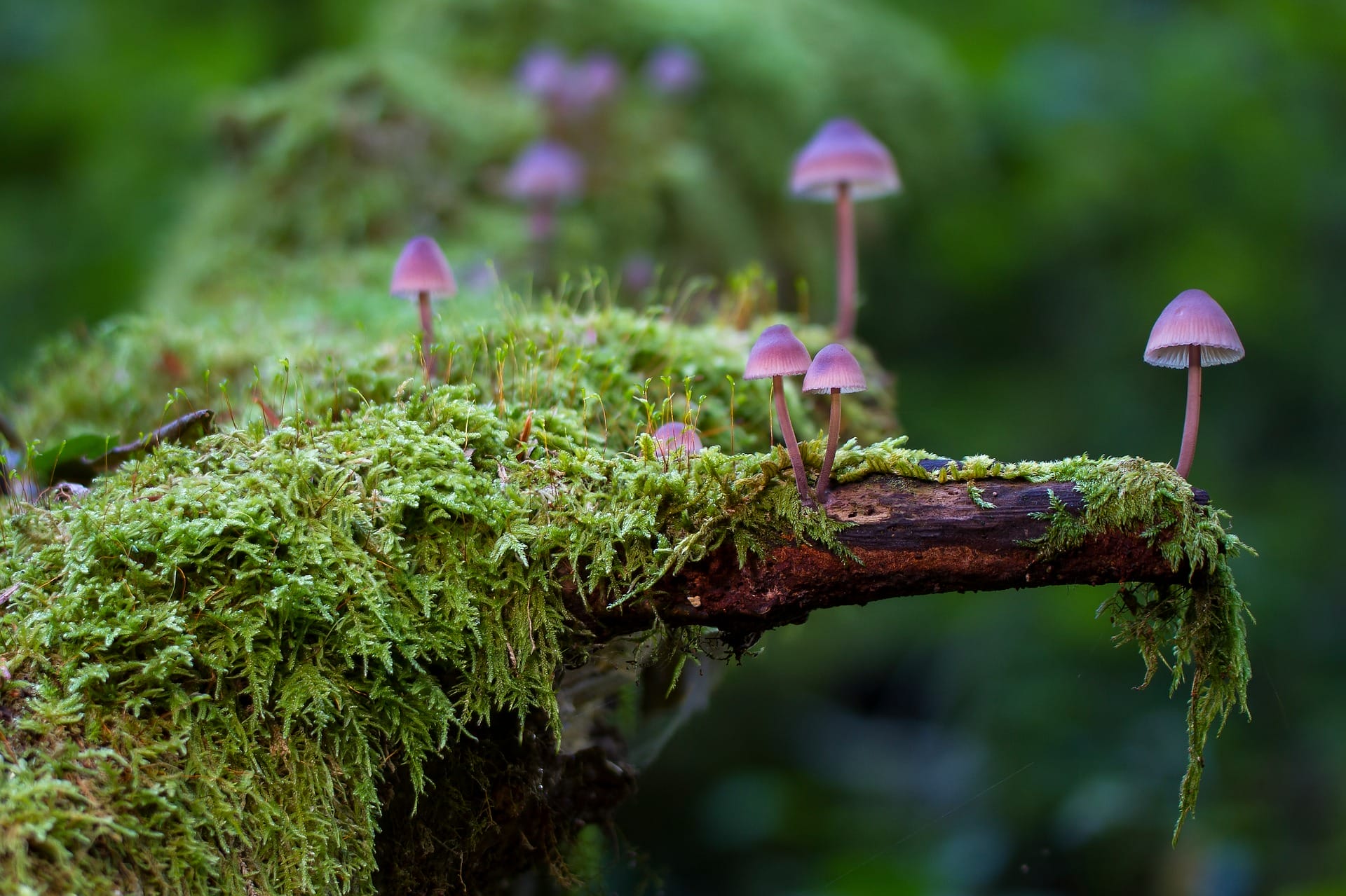 Cordyceps