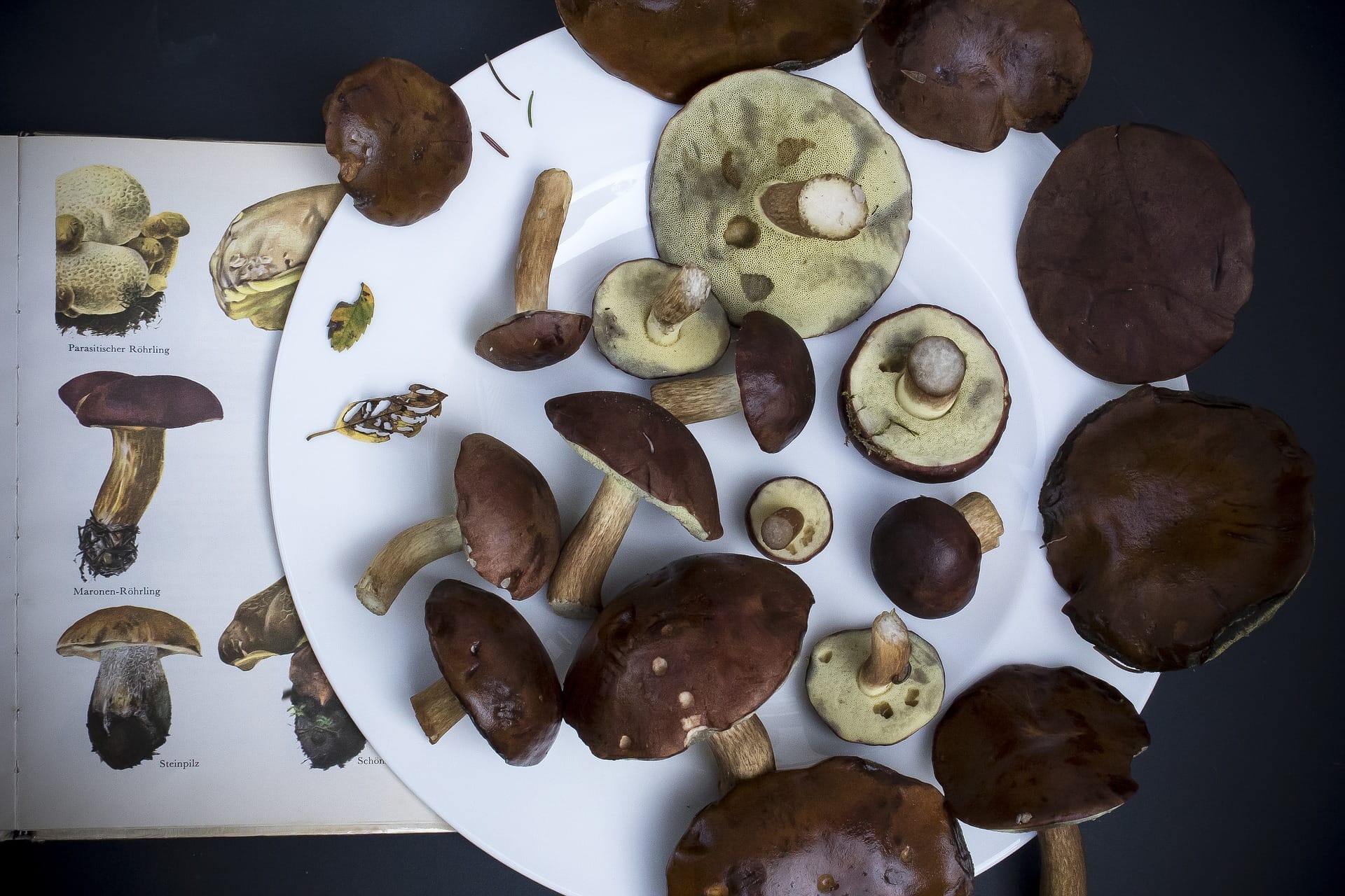 Medicinal mushrooms