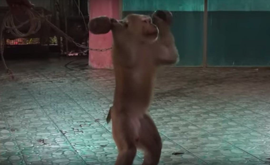 ning nong, monkey forced to lift weights